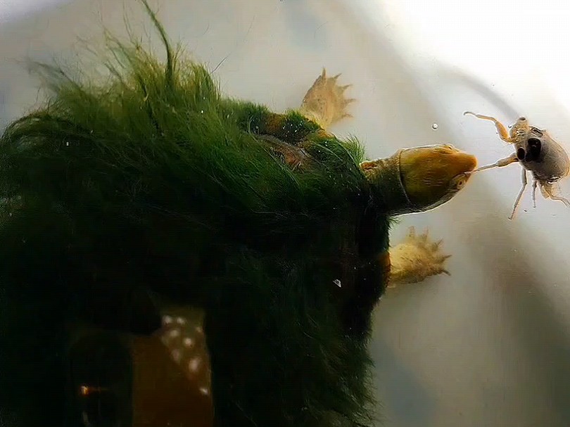 绿毛龟日常喂龟贪吃的小可爱