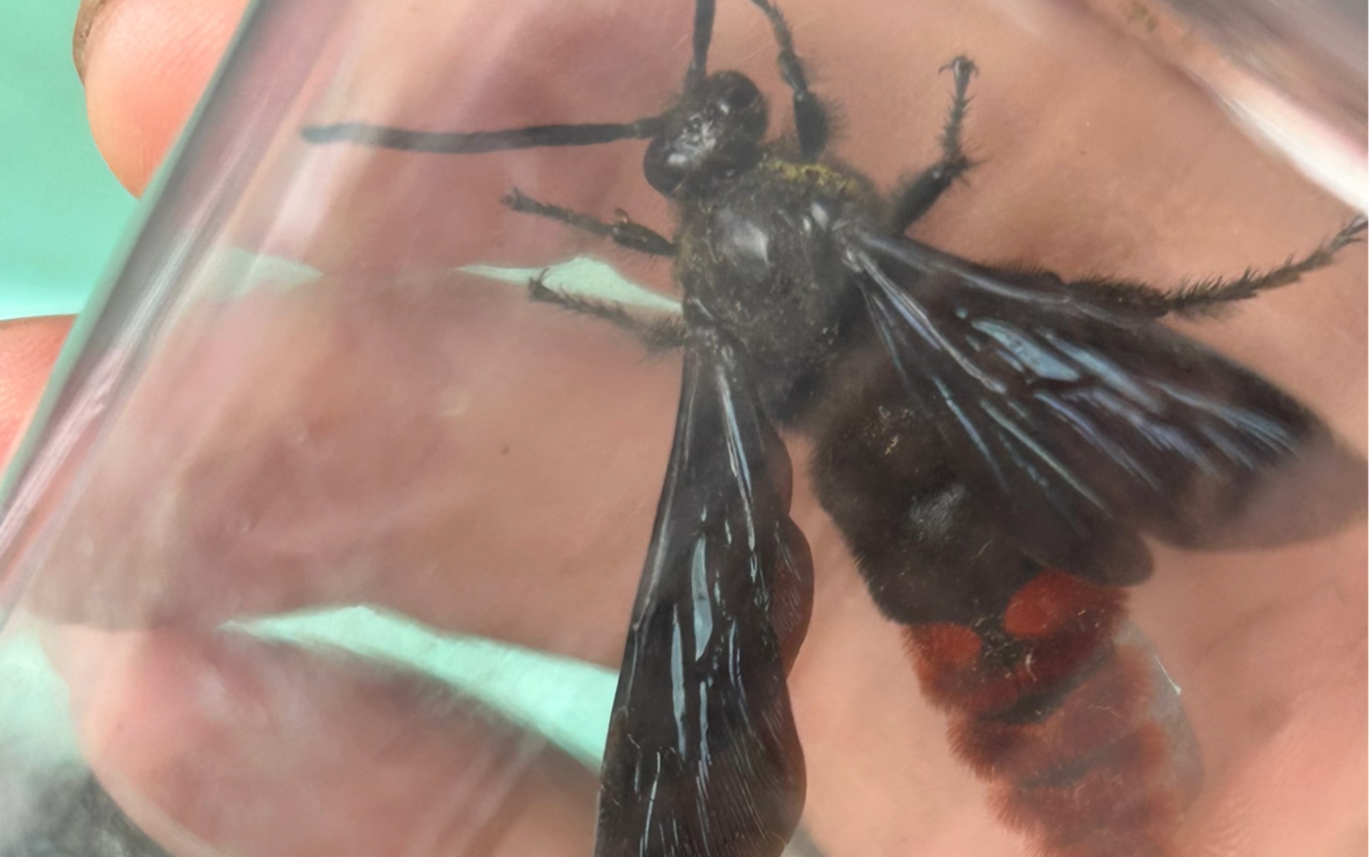 天蓝土蜂megascolia azurea,我见过最大的膜翅目之一,飞行的时候非常