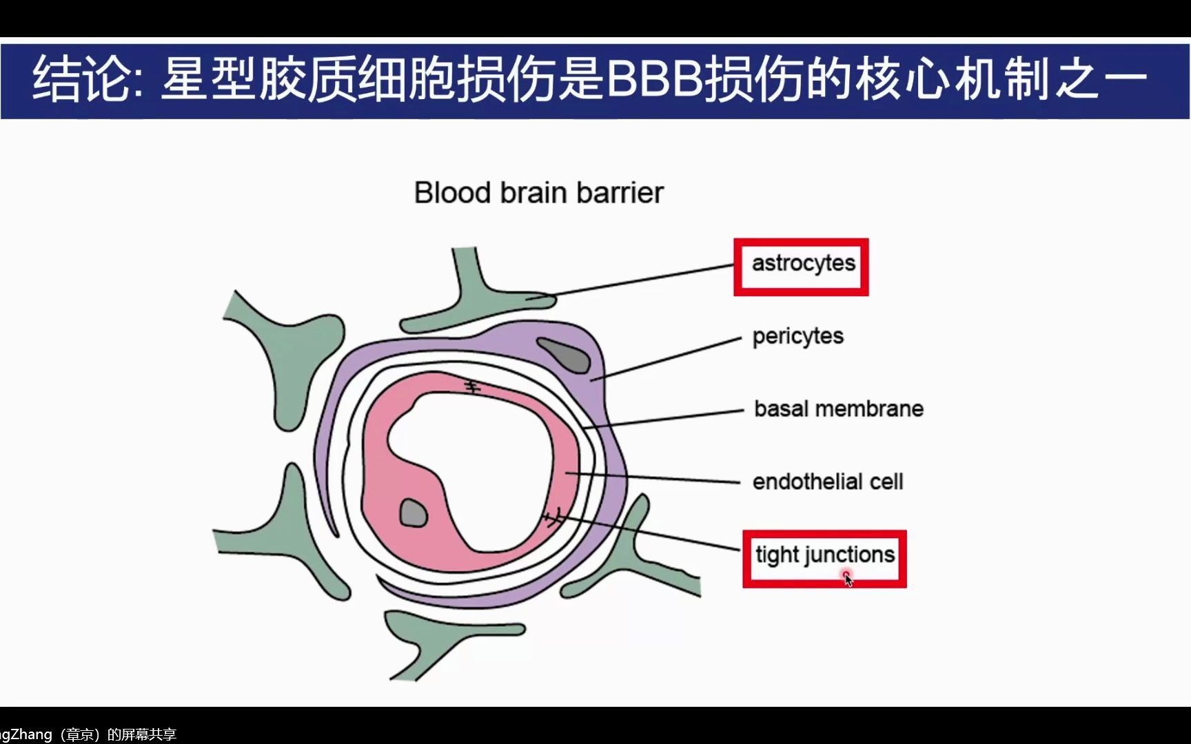 血脑屏障与PD.mp4哔哩哔哩bilibili