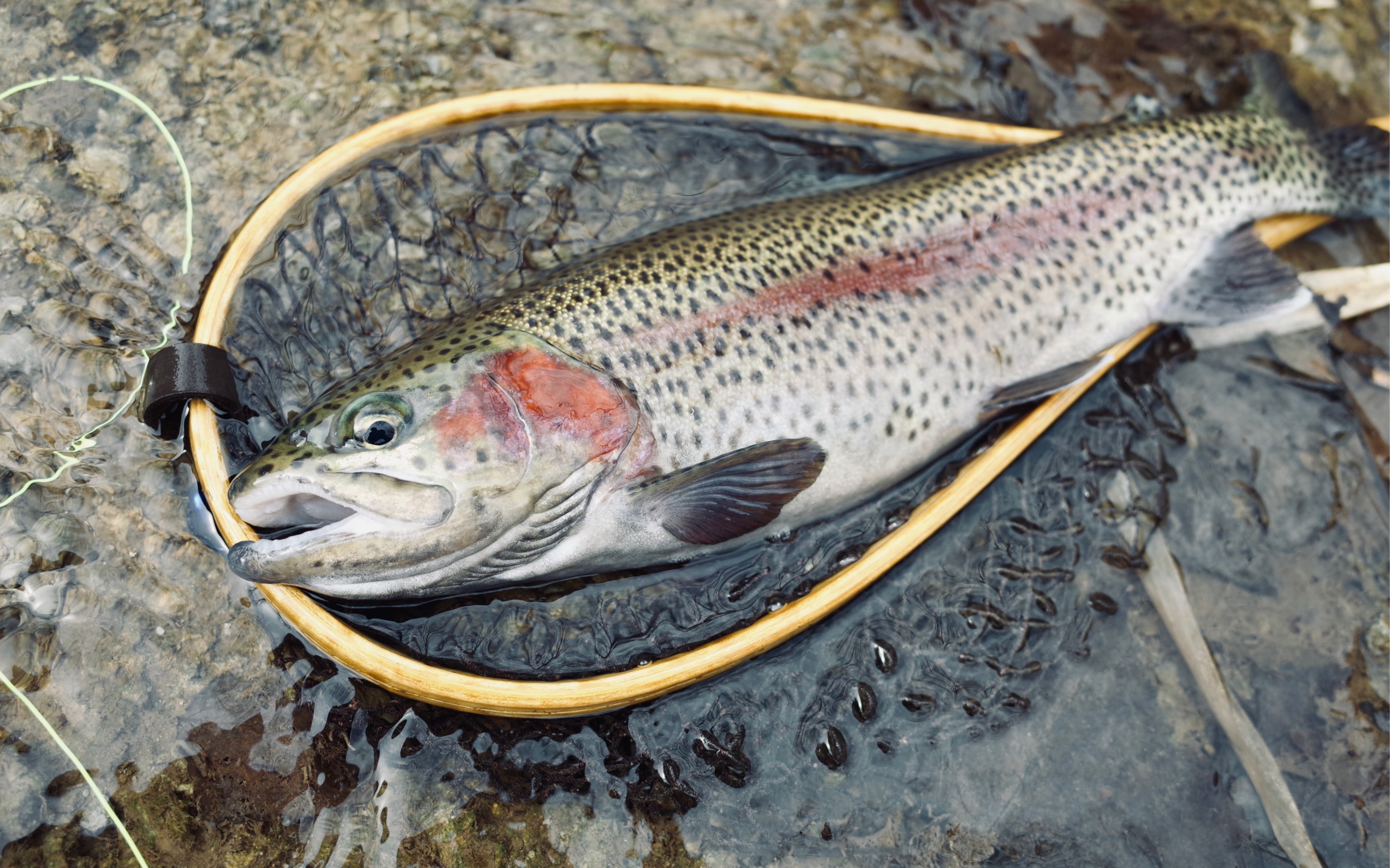 活动作品虎峪飞钓鳟鱼