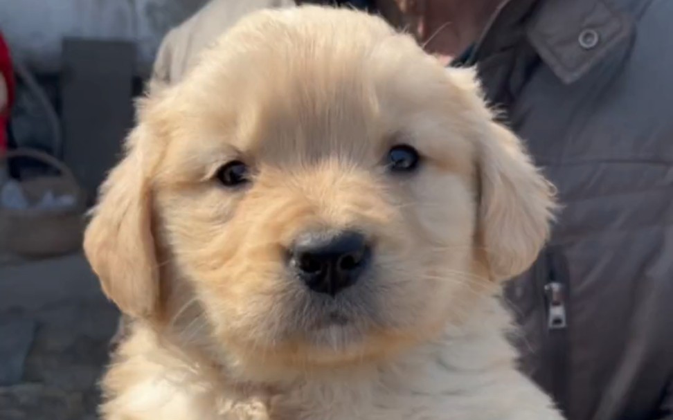 养殖户家里拿一只沙滩金金毛,多少可以买到呢?