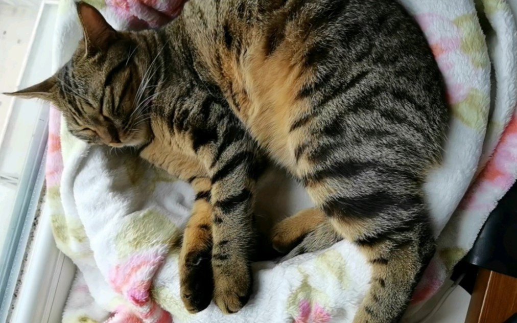 【狸花猫虎啦啦】这只猪仔仔睡得也太香了 完全没发现我在偷拍它