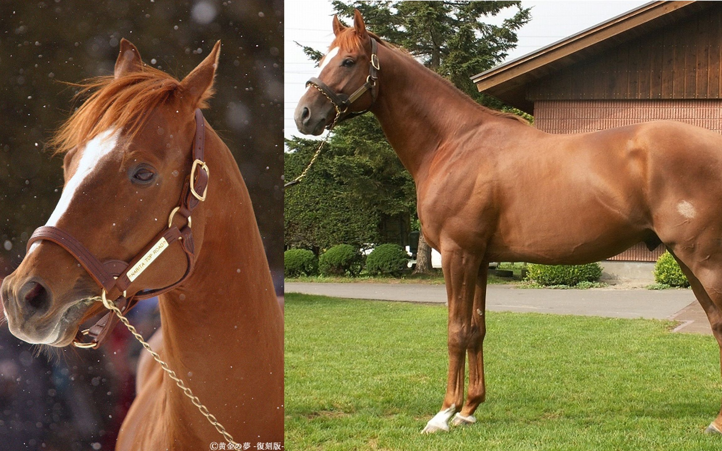 泡完温泉的成田路 开心到连连点头 ナリタトップロ