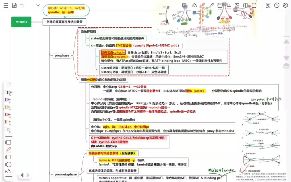 【细胞生物学】有丝分裂(考研版!)SMC蛋白、Mad2、Cdc20、APC、分离酶、胞质分裂(分裂沟)哔哩哔哩bilibili