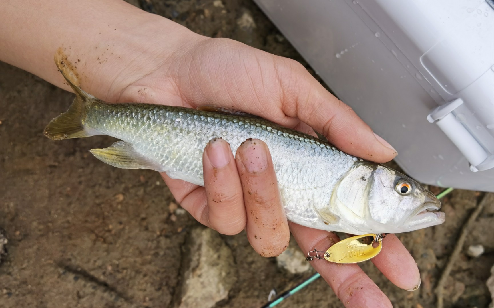 冬季野外钓获20cm大马口