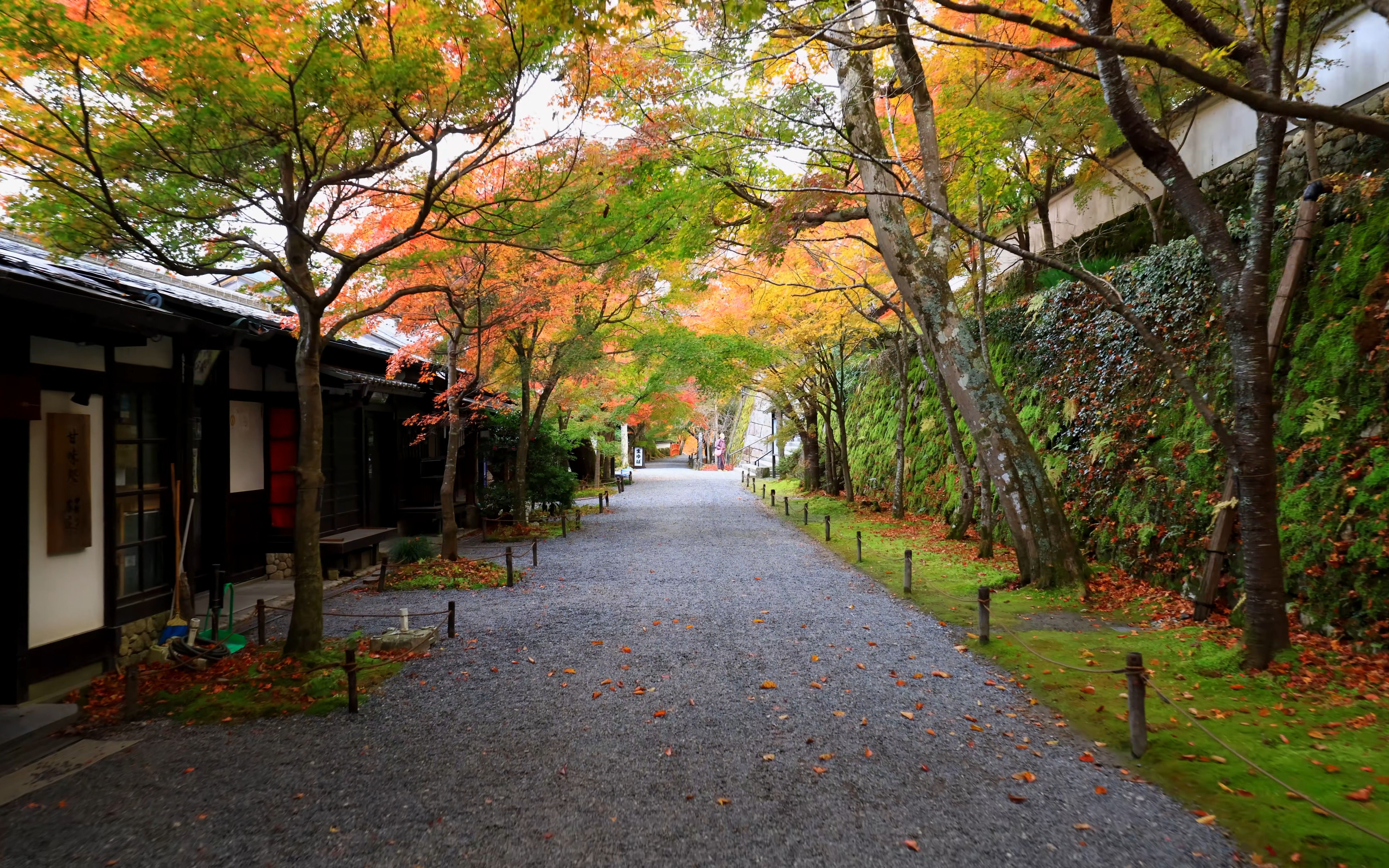 [图]【8K日本】秋天想去的京都红叶风景（三千院/青莲院/法泉院/来御院/寂光院）