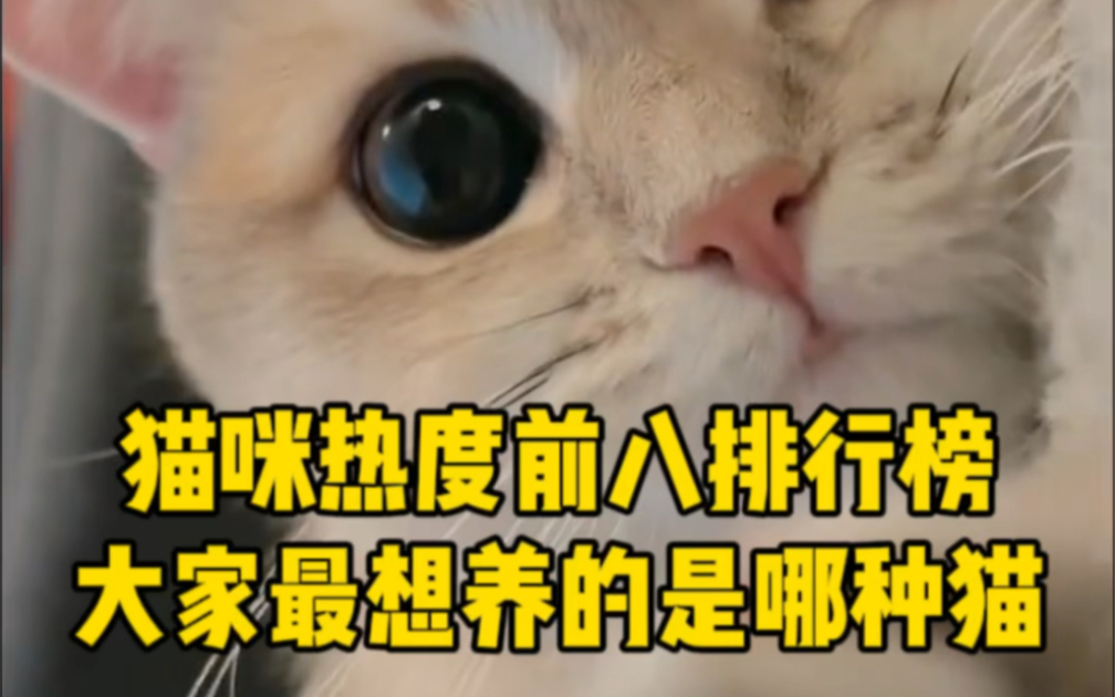 [图]猫咪热度前八排行榜，大家最想养哪种猫