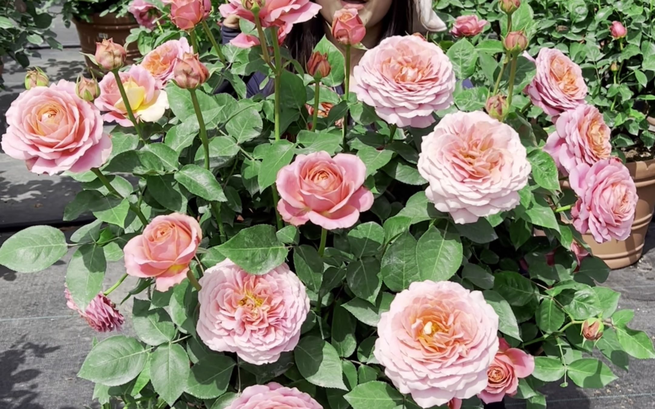 月季经典品种之一【浪漫古董】