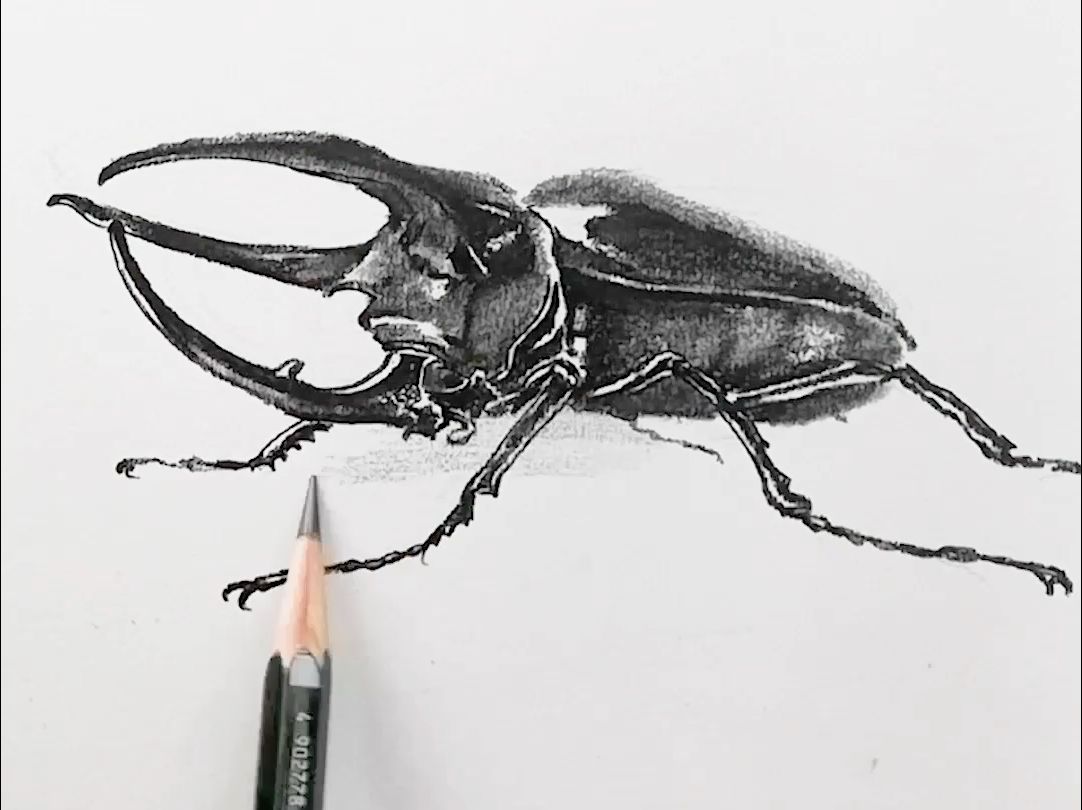 一分钟教会大家画素描天牛