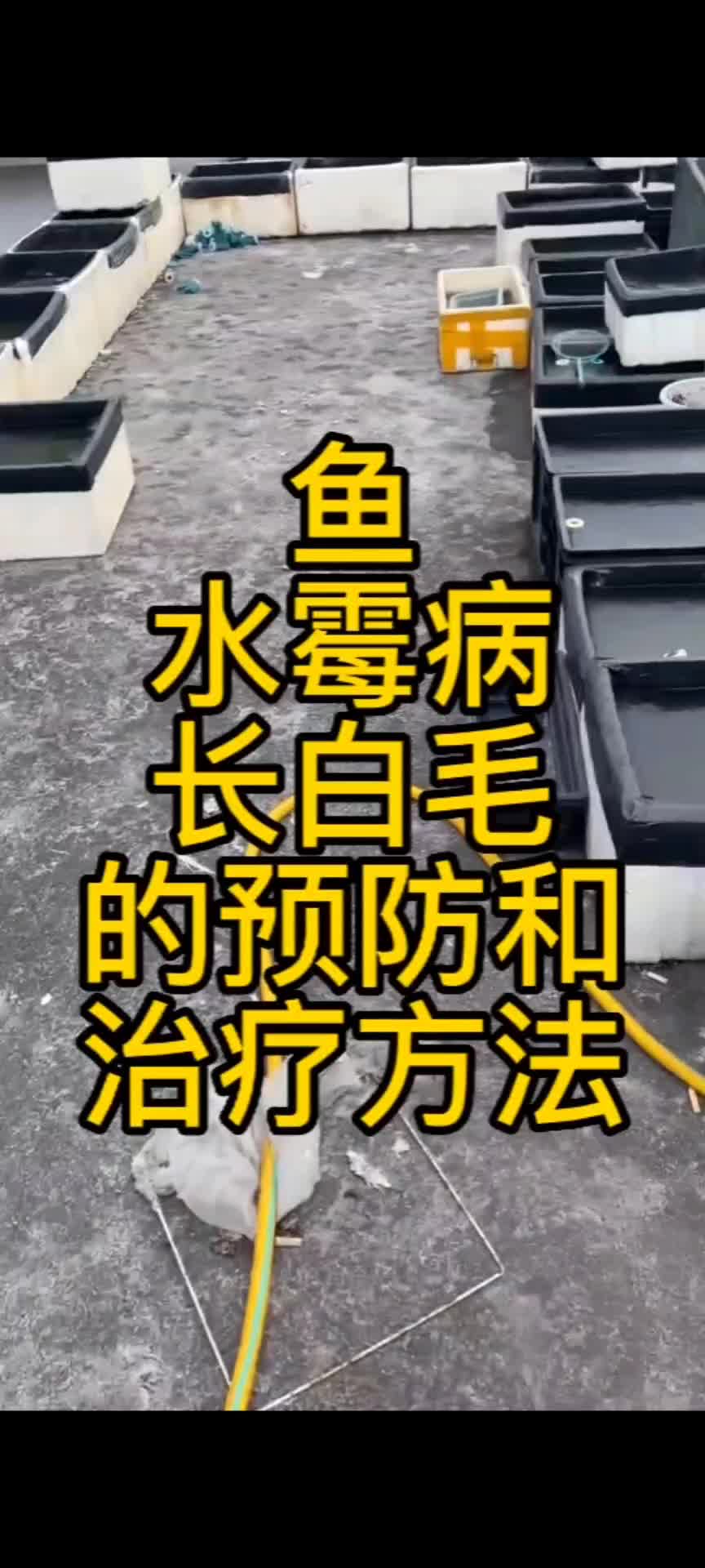 治水霉病最简单的方法图片