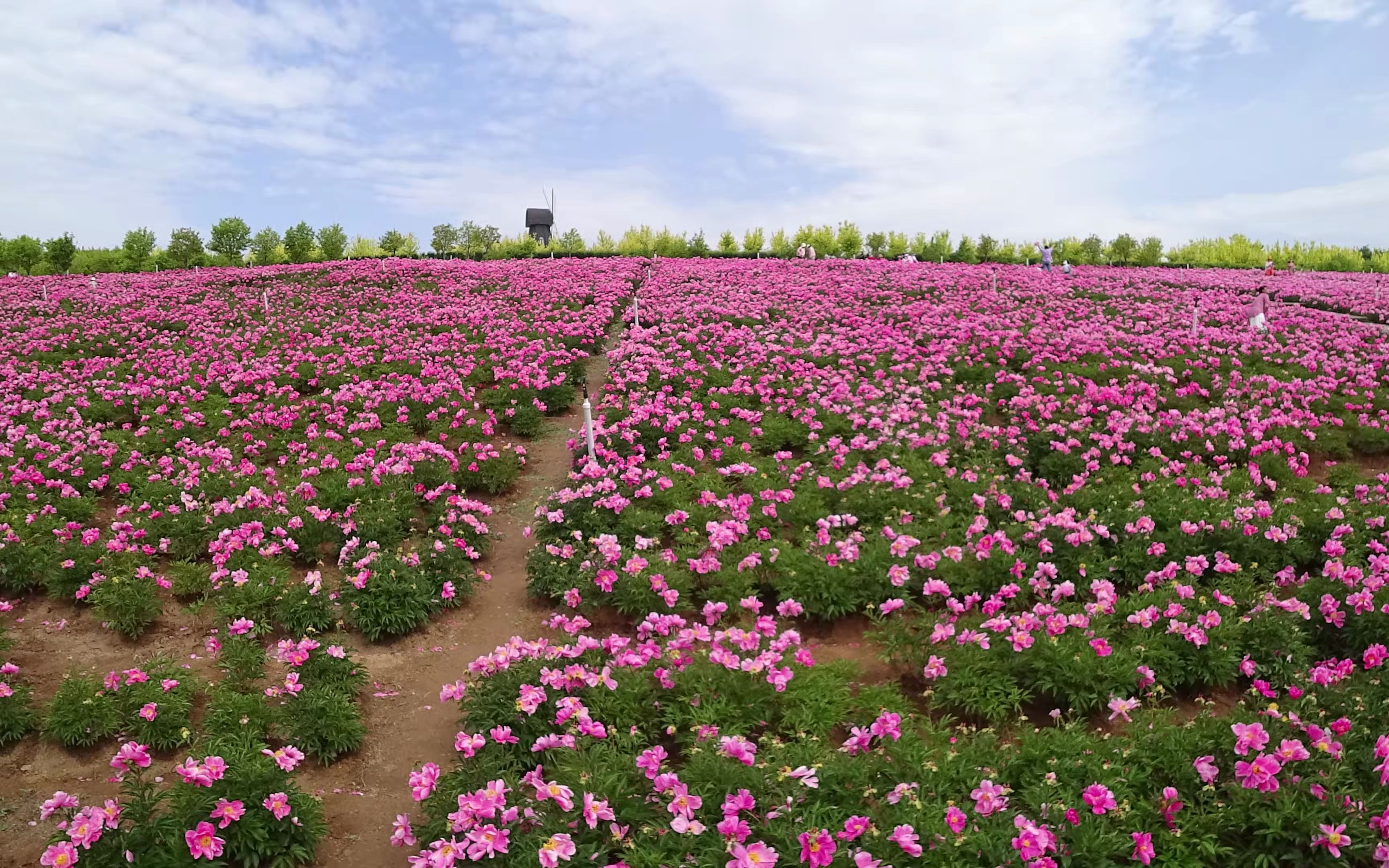 20220528大连石河东沟芍药花海