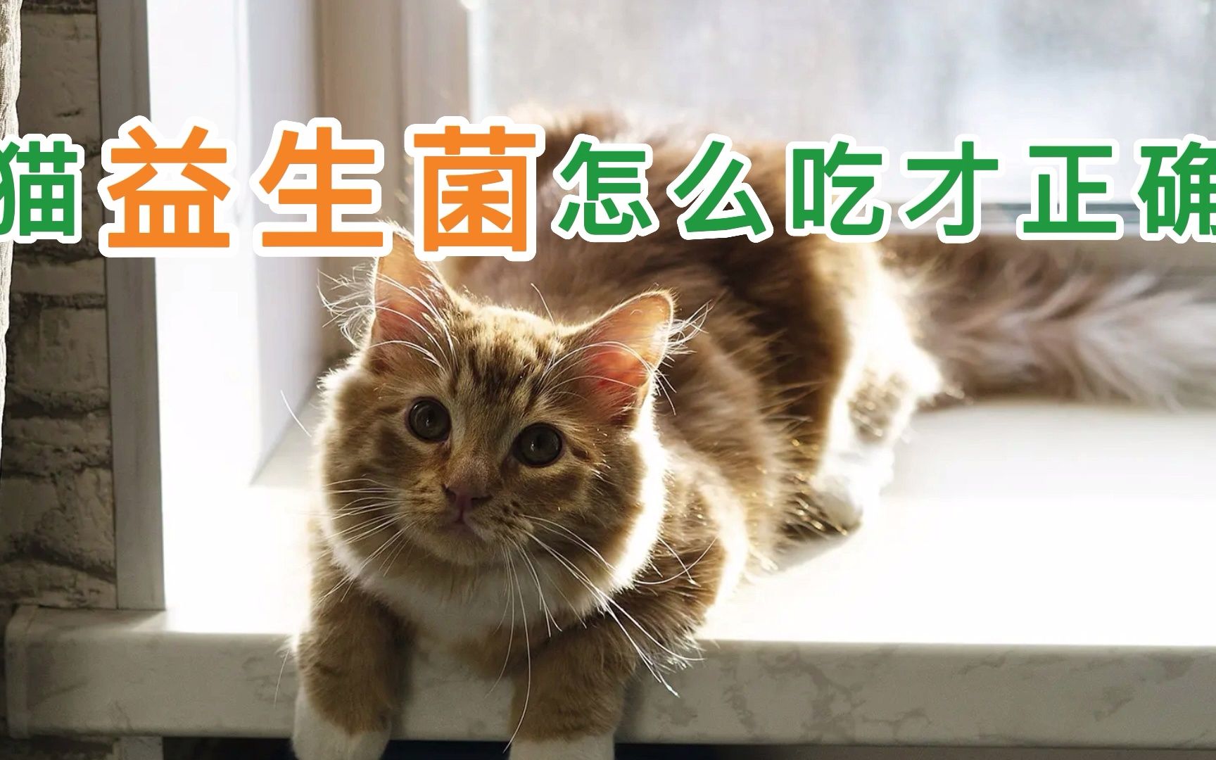 猫益生菌怎么吃才正确哔哩哔哩bilibili