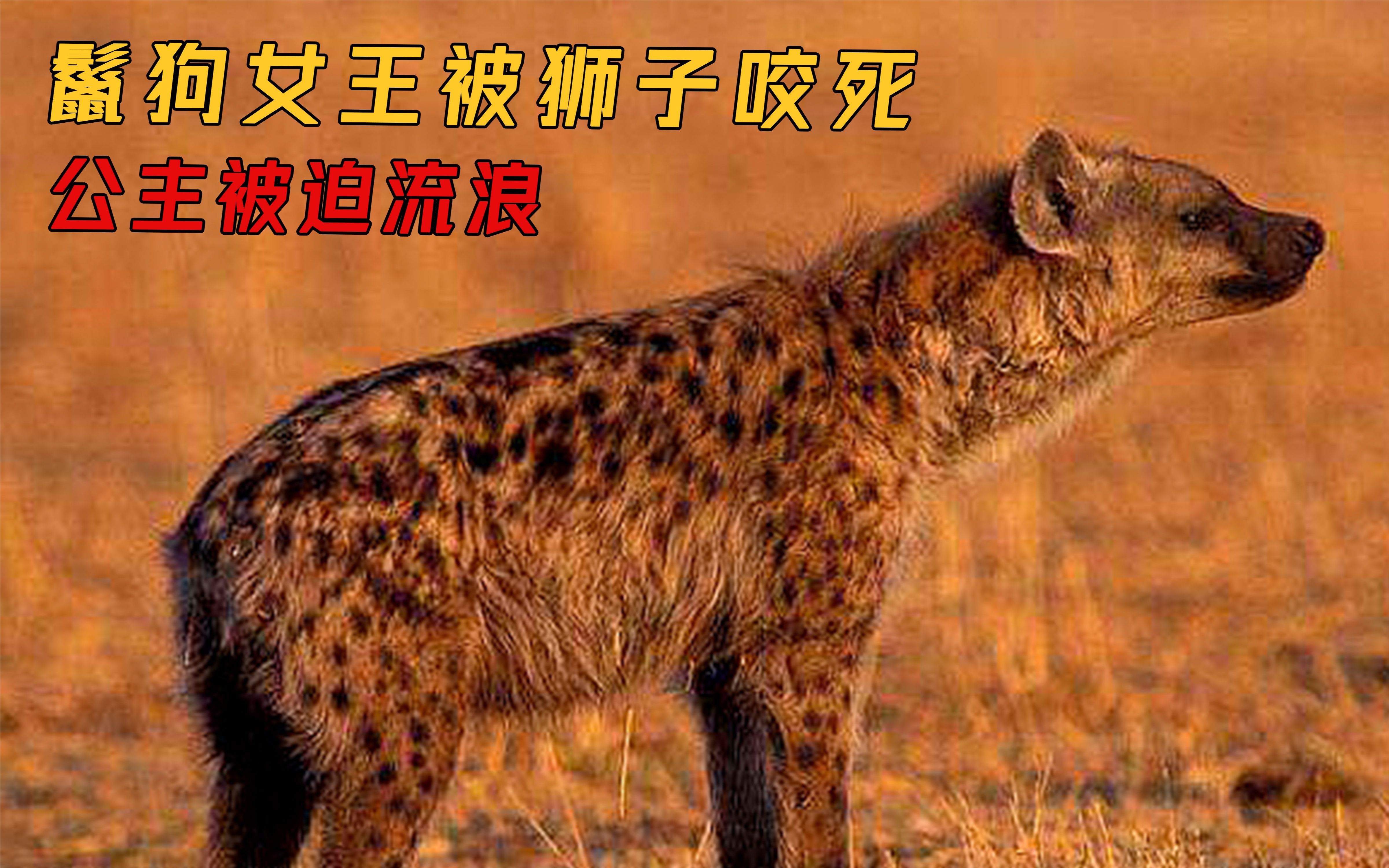 鬣狗女王被狮子咬死,公主地位一落千丈,被迫开始流浪生活