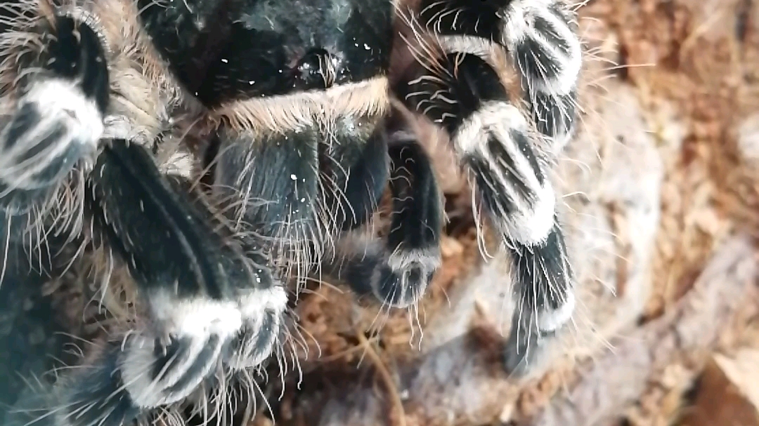 凶猛的白膝头捕鸟蛛