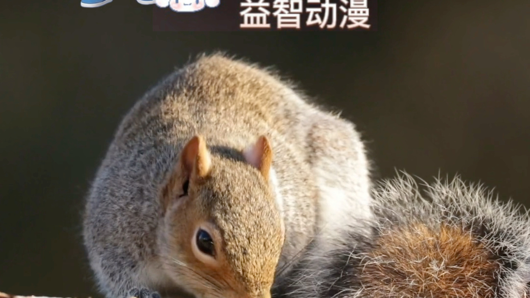小松鼠和小仓鼠91