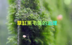 下载视频: 草缸里的黑毛藻怎么产生的？怎么去除？