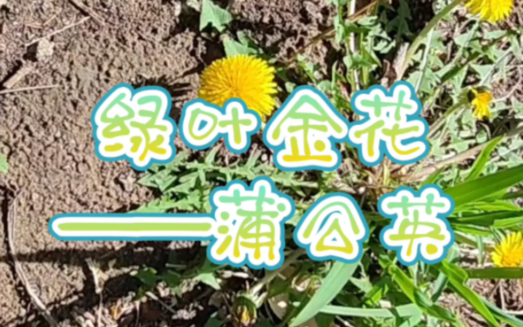 绿叶金花——蒲公英哔哩哔哩bilibili