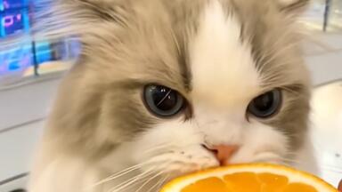 萌猫头像】快来取走你的超可爱猫猫头像！总有一帧属于你！_哔哩