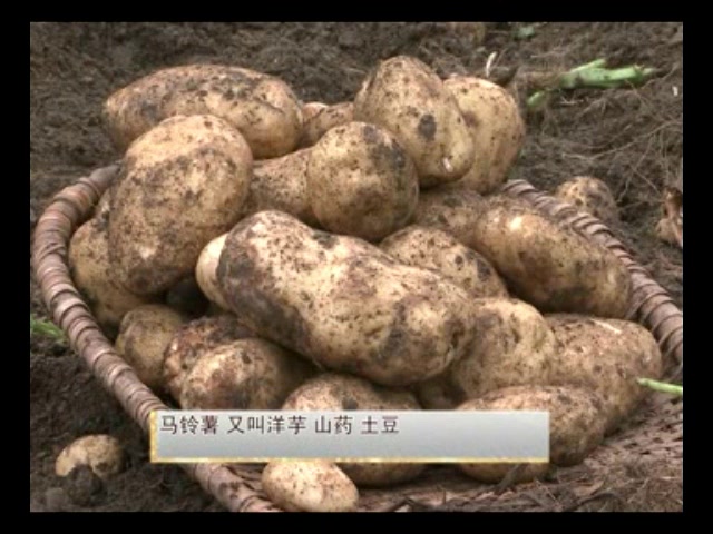 土豆的栽培种植技术土豆种植教程 高产土豆栽培技术哔哩哔哩bilibili