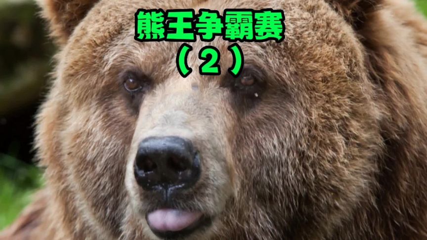 熊王争霸赛!西伯利亚巨熊1v1比赛!#动物世界 #万物皆有灵性