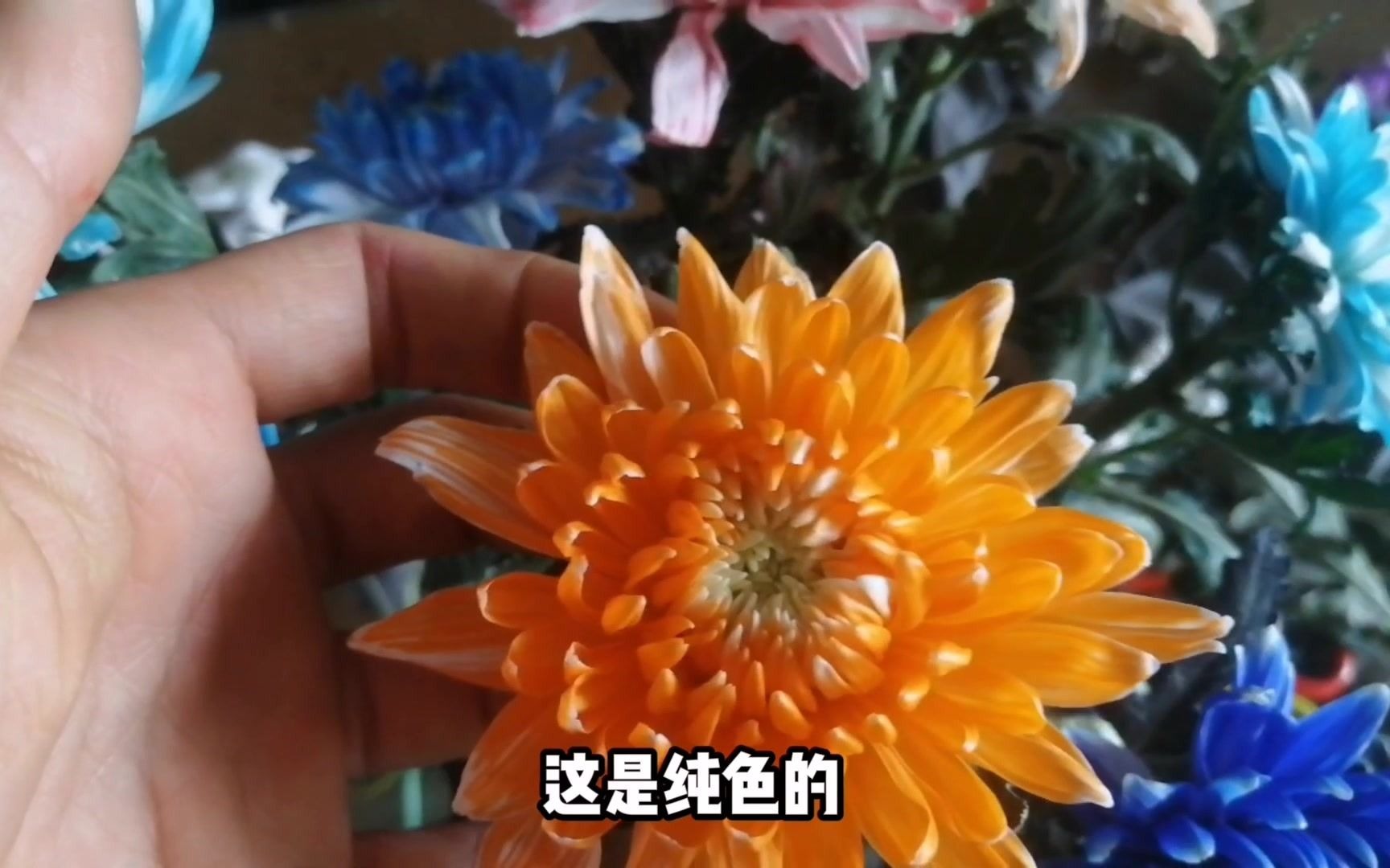 吸染出各种颜色的白菊花,有没有惊艳到你们?哔哩哔哩bilibili