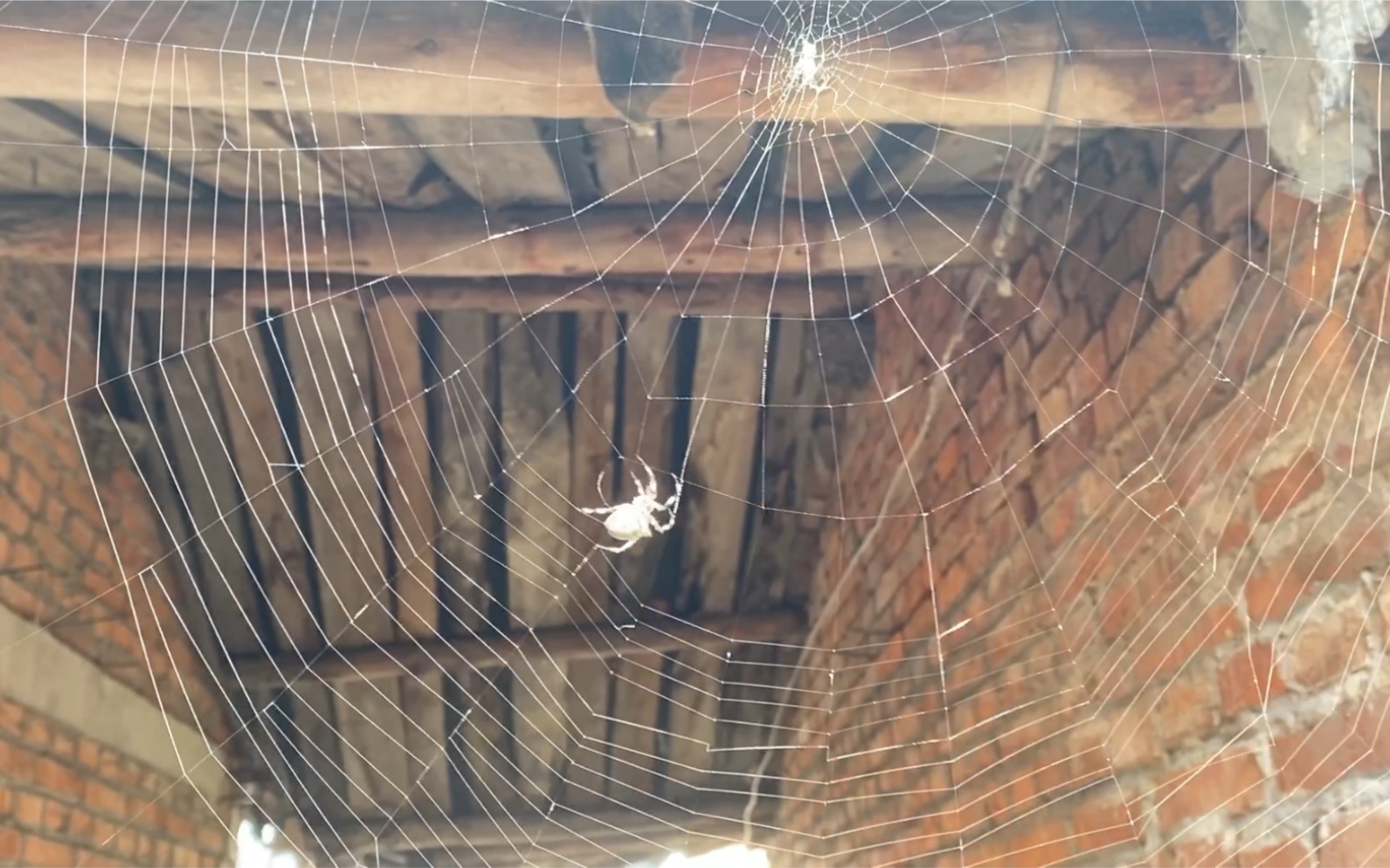 你们认真观察过蜘蛛吐丝吗我竟然盯着蜘蛛织网看了半个小时太有意思了