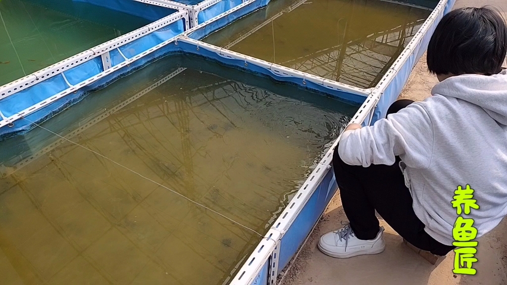 养鱼匠变身养虫匠,一口气扩养10大盆鱼虫水蚤,我家