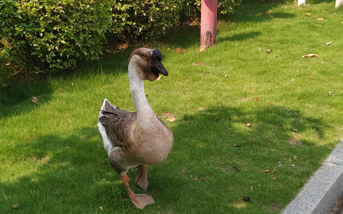 可爱的大鹅(2961 . 6129)