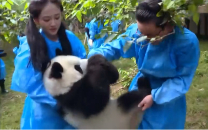 [图]《我们来了》熊猫篇：集齐胖达所有镜头看呆萌吃货直播