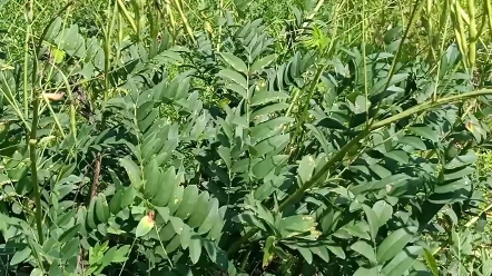 中草药苦参与黄芪的区分