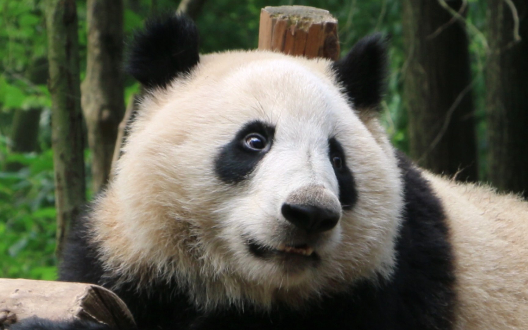 活动  和叶你的鼻子咋啦?好好笑哦!(=^^=)【大熊猫和叶】