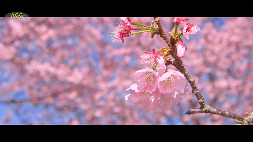 安行寒樱,大寒樱