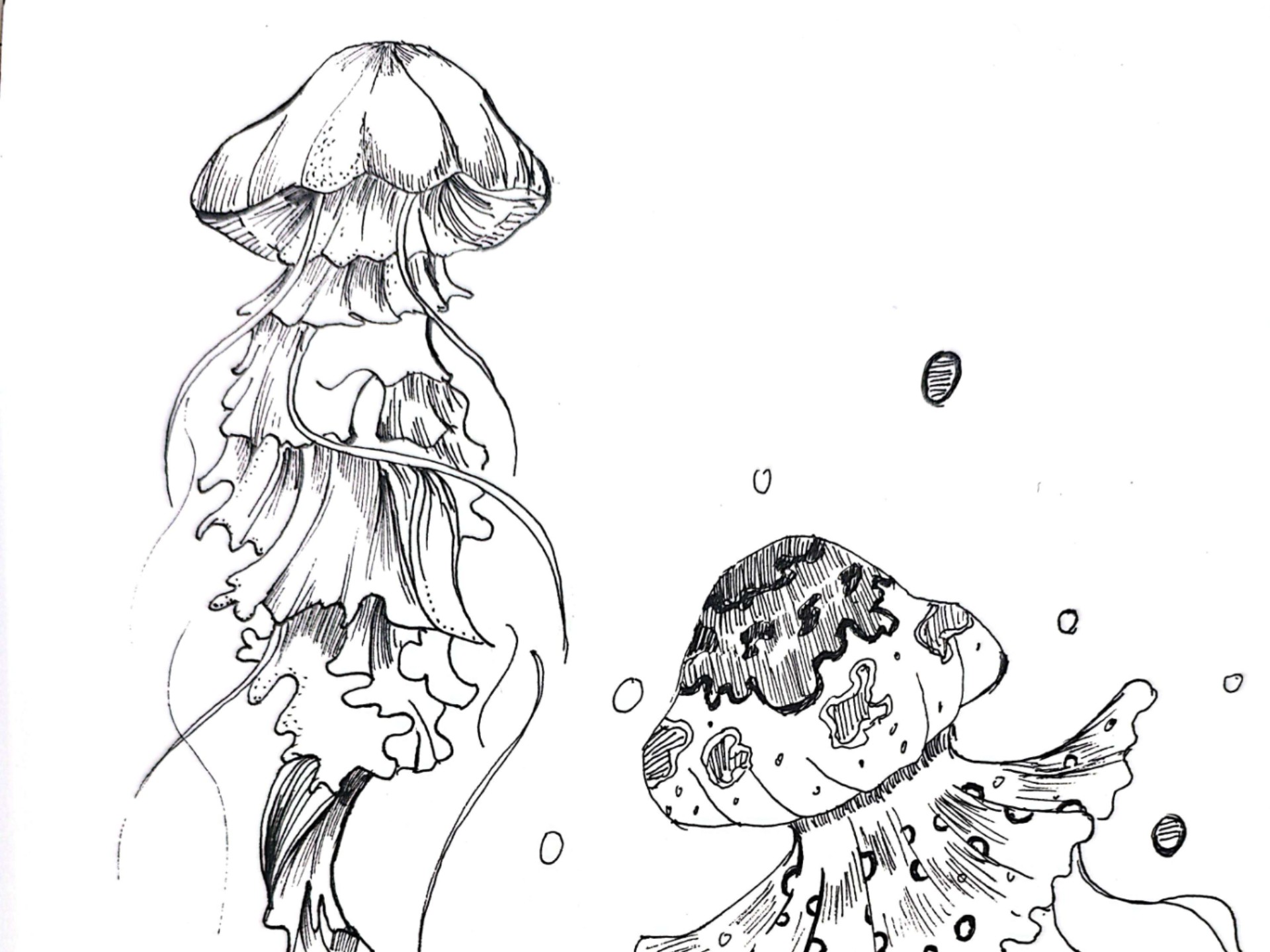 同学想看的水母