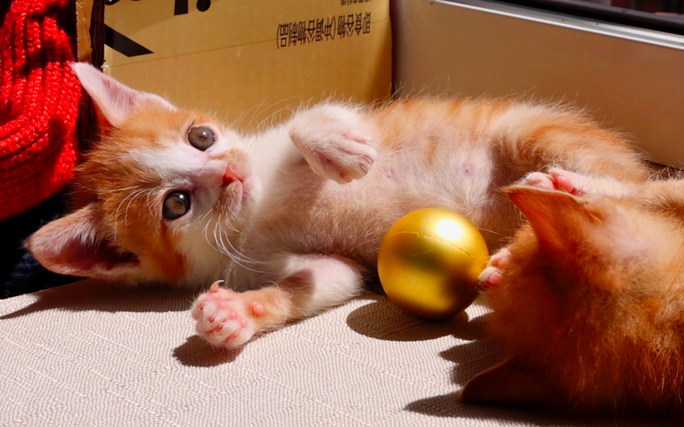 疫情期捡到小奶猫第45天 i 一个小球球玩一下午 i 真羡慕小猫咪的快乐