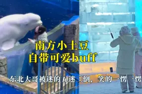 Download Video: 南方小土豆自带可爱buff，东北大哥被迷的五迷三倒