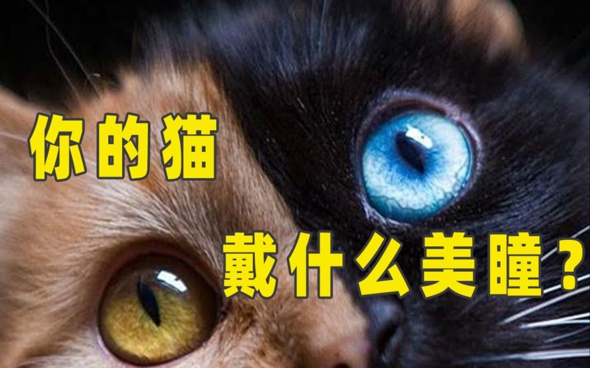 快看看你家猫的眼睛,颜色越纯,血统越纯?哔哩哔哩bilibili