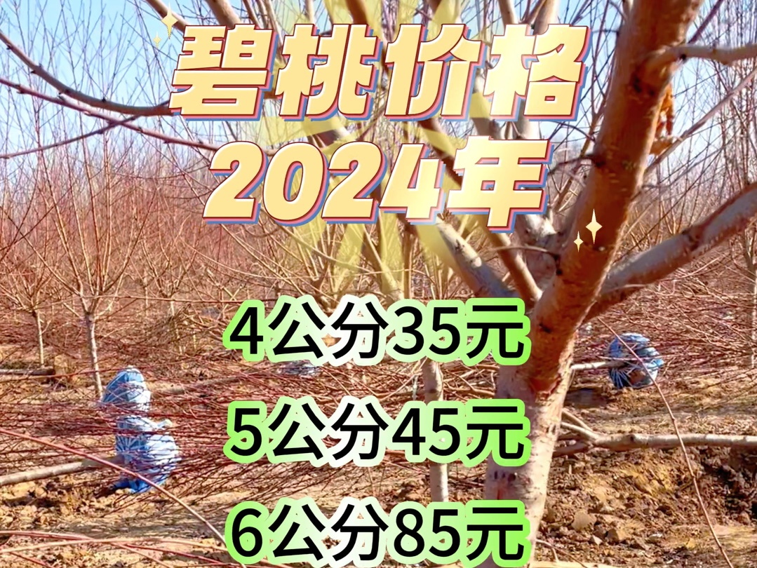 2024年碧桃价格,保定红花碧桃产地报价哔哩哔哩bilibili