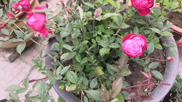 古老月季赤龙含珠