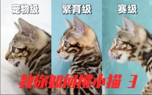 Tải video: 【品相】教你挑小猫 第三期 （豹猫品相怎么看）