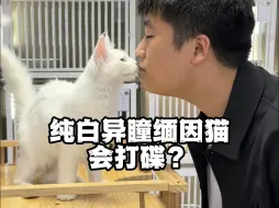 Download Video: 我这的缅因猫会打碟o.O