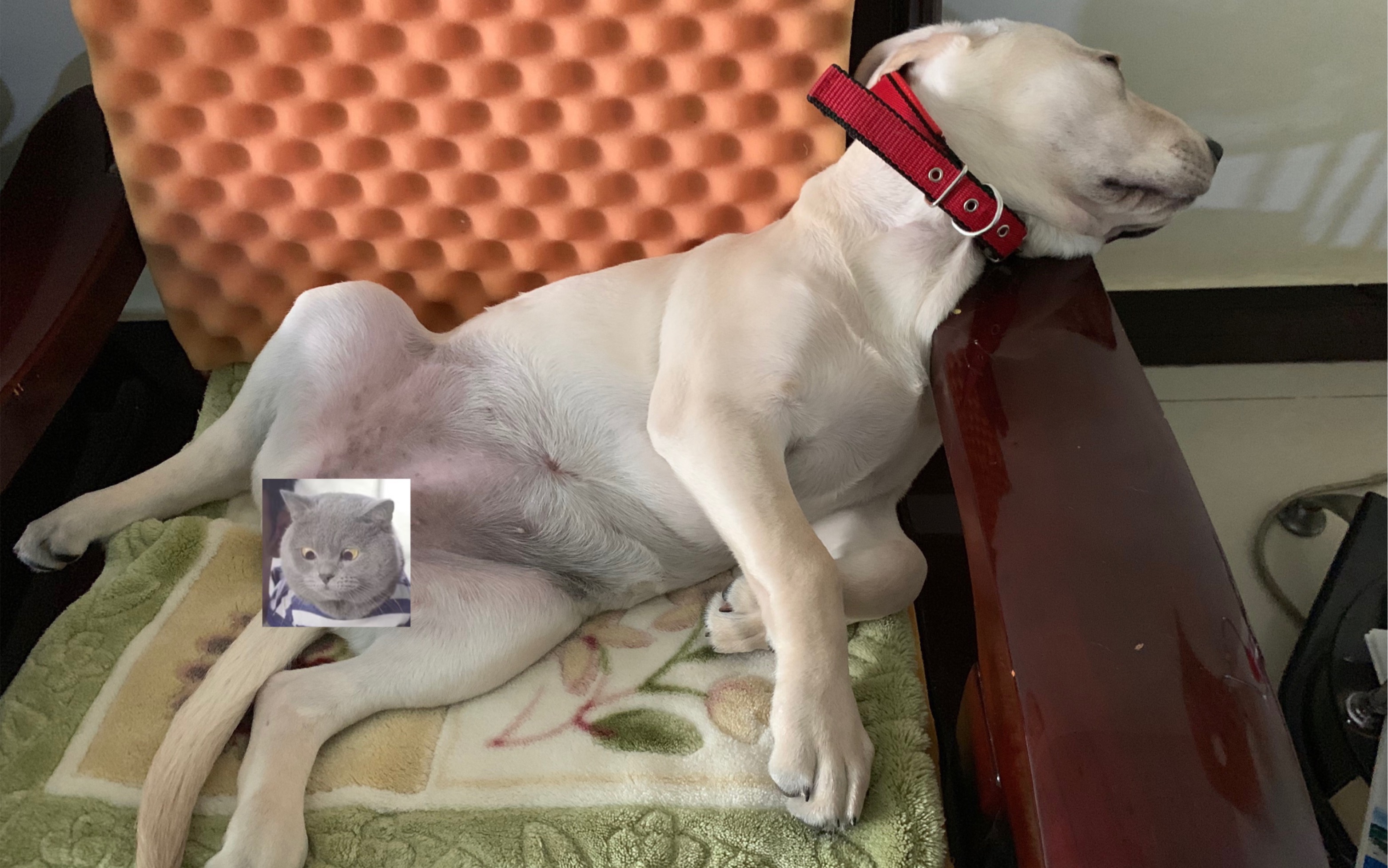 拉不拉猪的迷人睡姿.