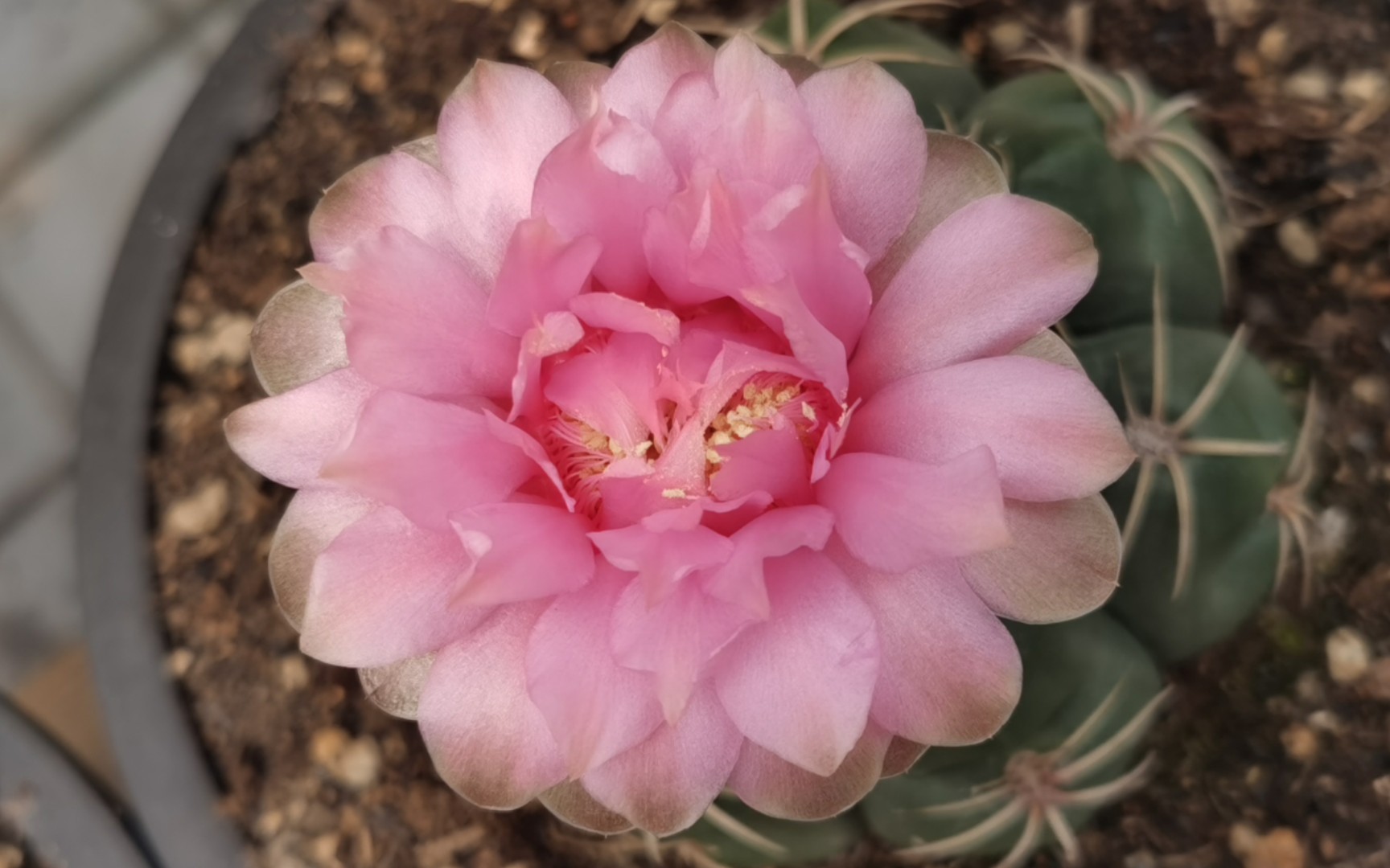 仙人球开花啦| 美花海王