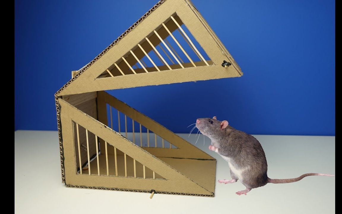 diy手工大号捕鼠器,使用纸板制作简易大号的捕鼠器