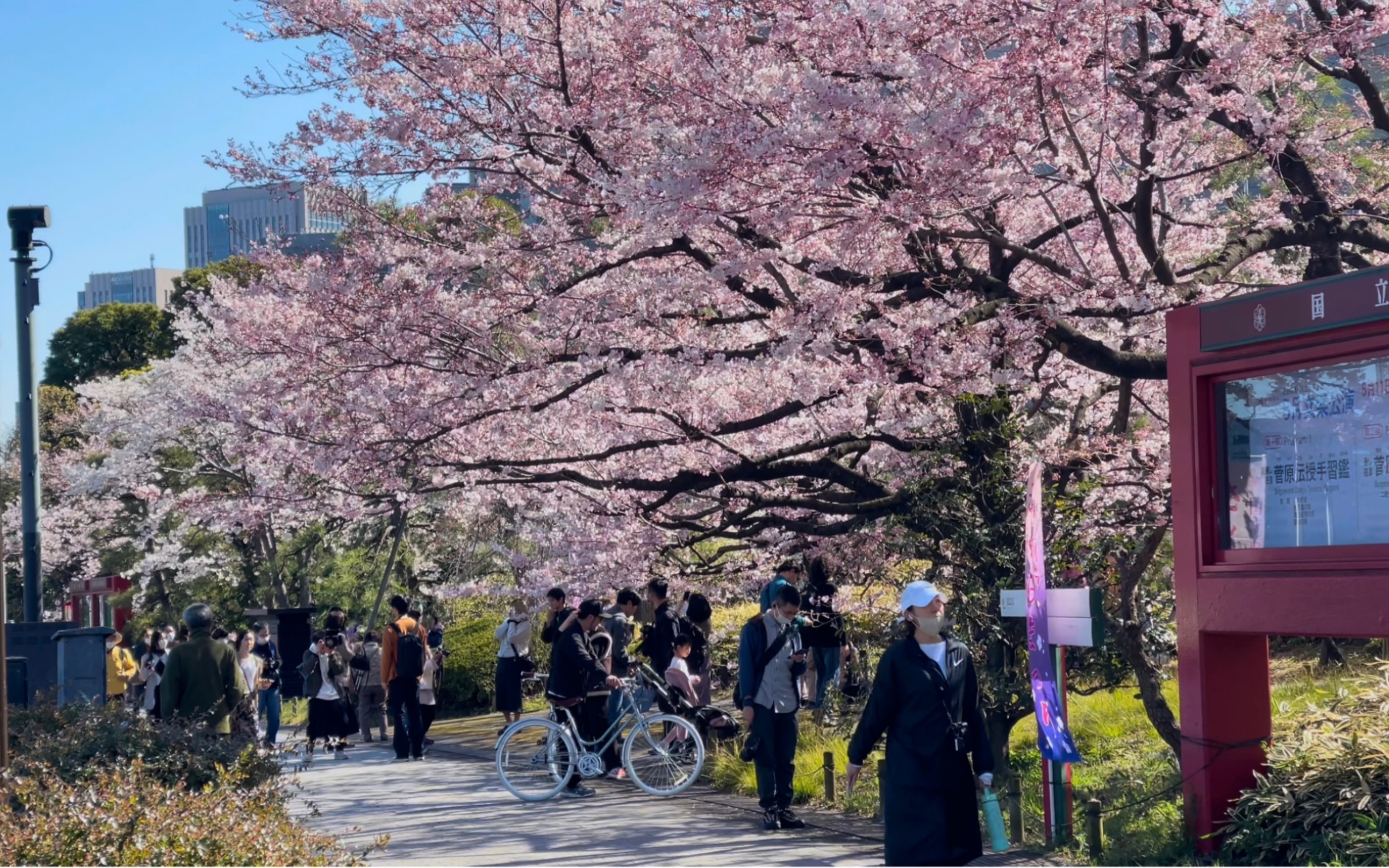 [4khdr]2023日本東京櫻花之旅|漫步日本東京千鳥淵,尋找東京最美賞櫻