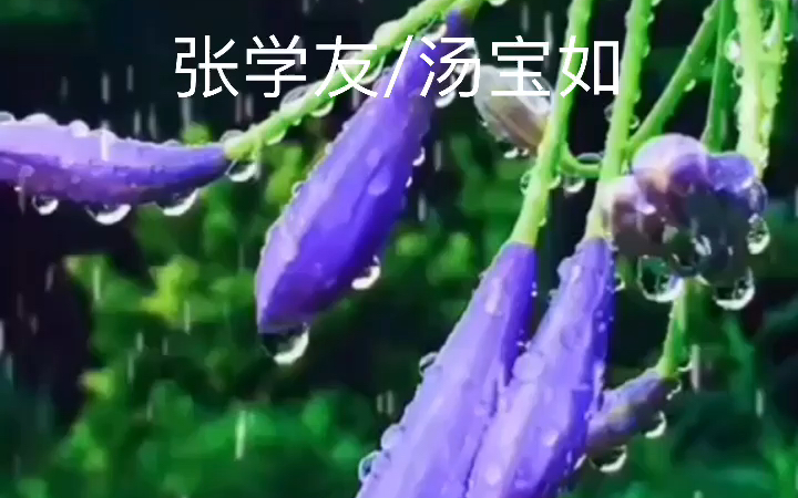 [图]经典粤语歌曲《相思风雨中》