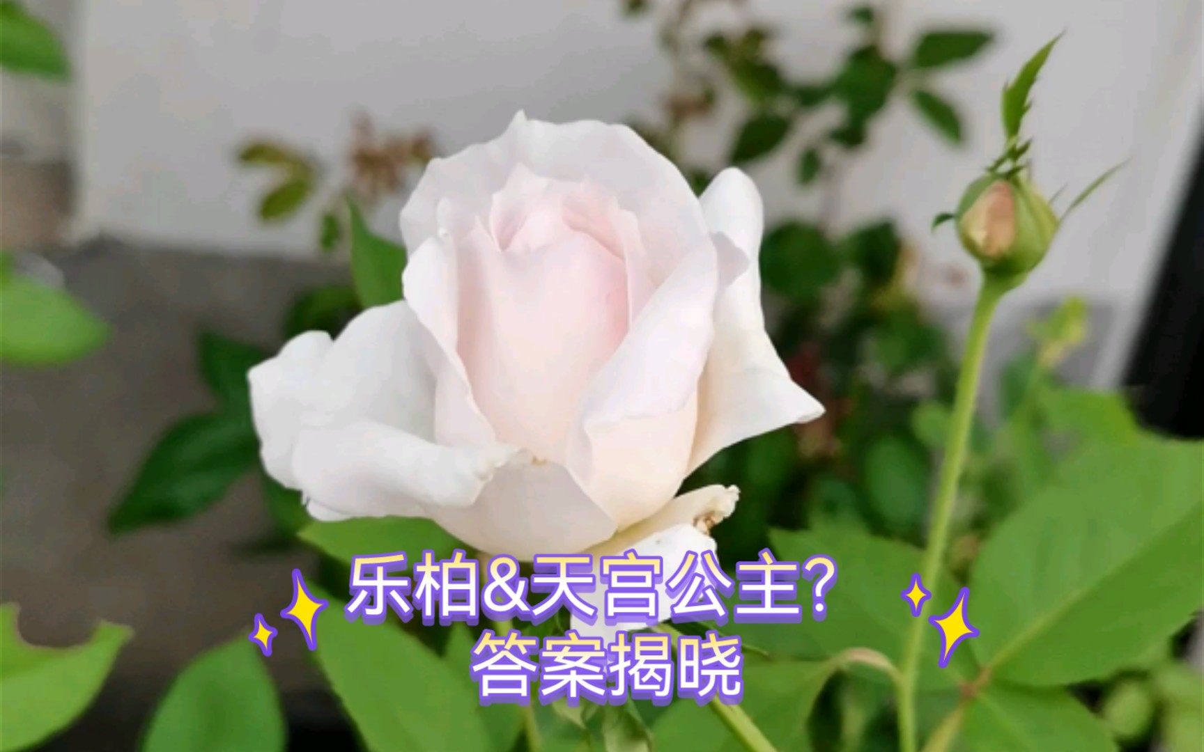 乐柏&天宫公主?答案揭晓_哔哩哔哩_bilibili