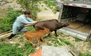 Скачать видео: 三头牛被卖走，一头牛故土难离，牛主人牵着都不愿前行