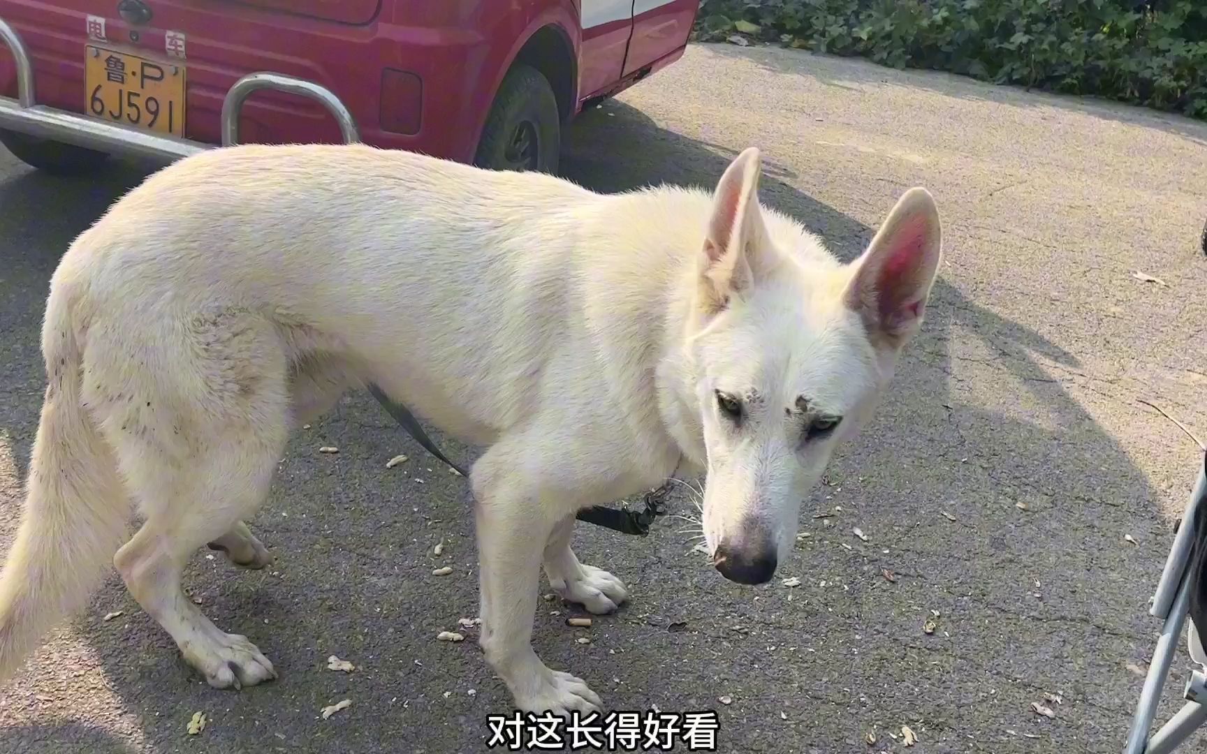 大哥含泪卖狗,11条马犬便宜处理600块钱一条,狗妈妈伤心极了!哔哩哔哩bilibili