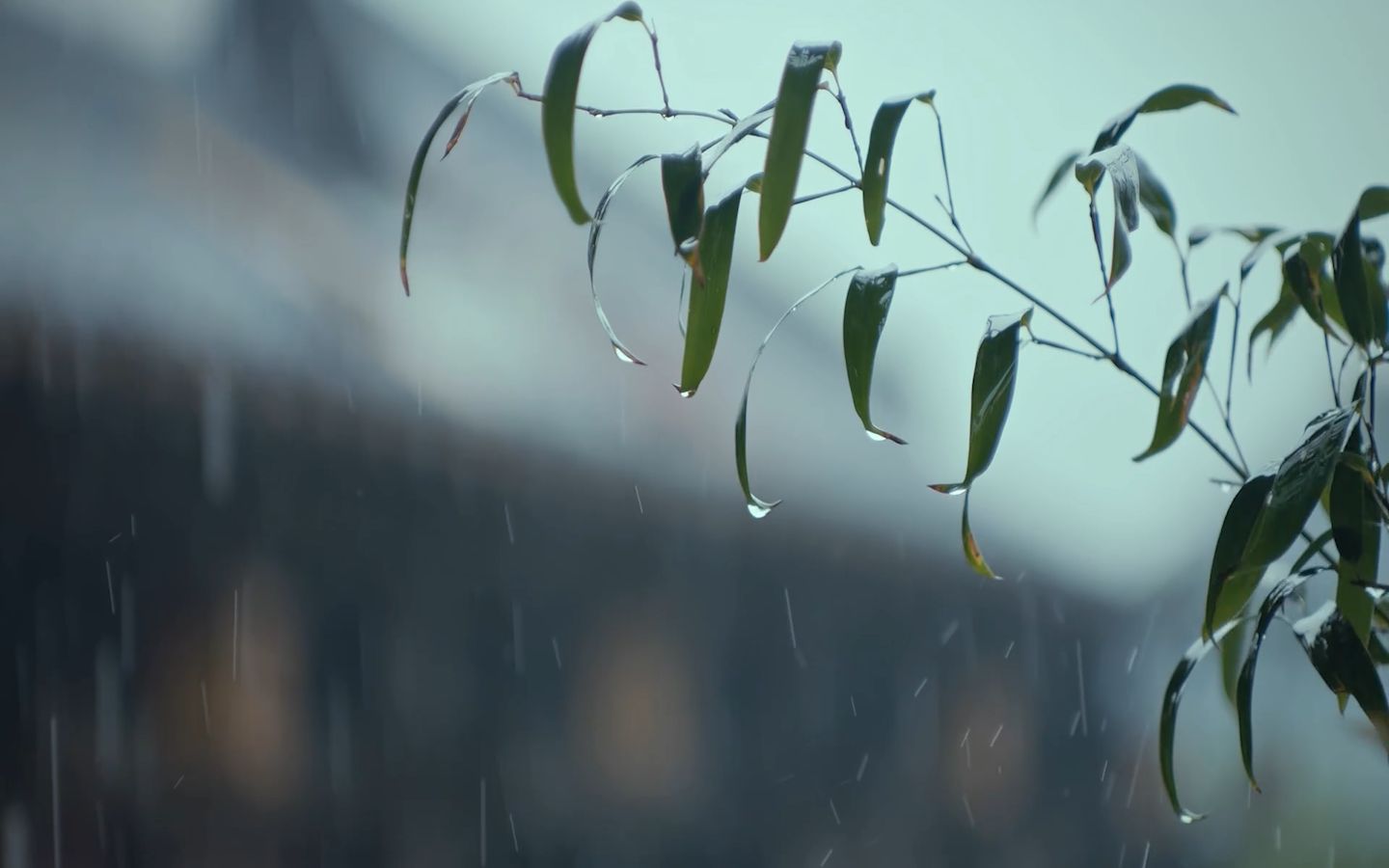 [图]【空镜】包括但不限于建筑、车队、马队、下雨、日落、郊野、夜景