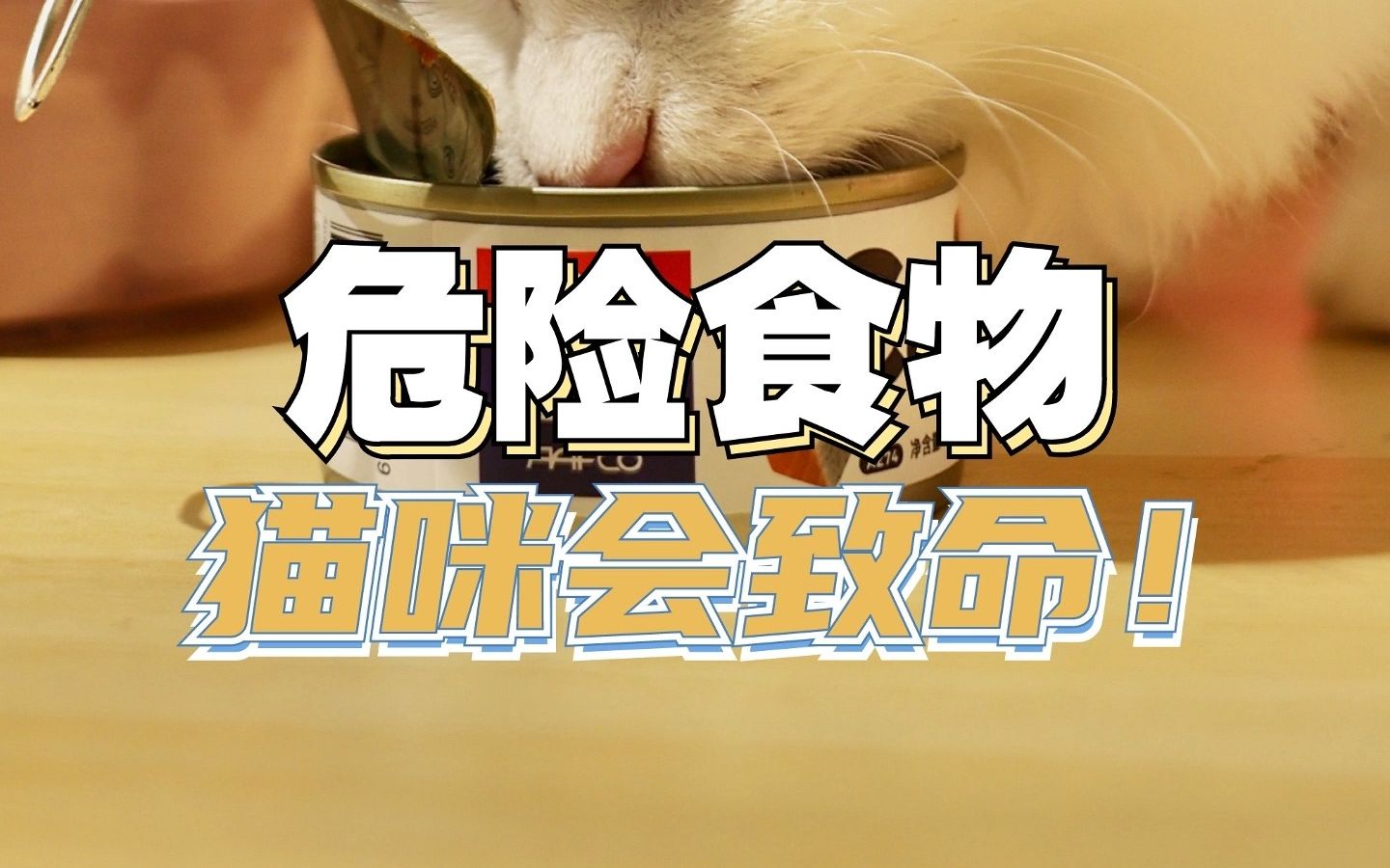 这些食物小猫千万不能吃,严重的可能会致命,铲屎官们一定要提前知道!哔哩哔哩bilibili